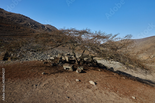 Despite the harsh conditions, this tree persists, its roots delving deep into the arid soil to find precious water, its branches reaching toward the sky to capture sunlight photo