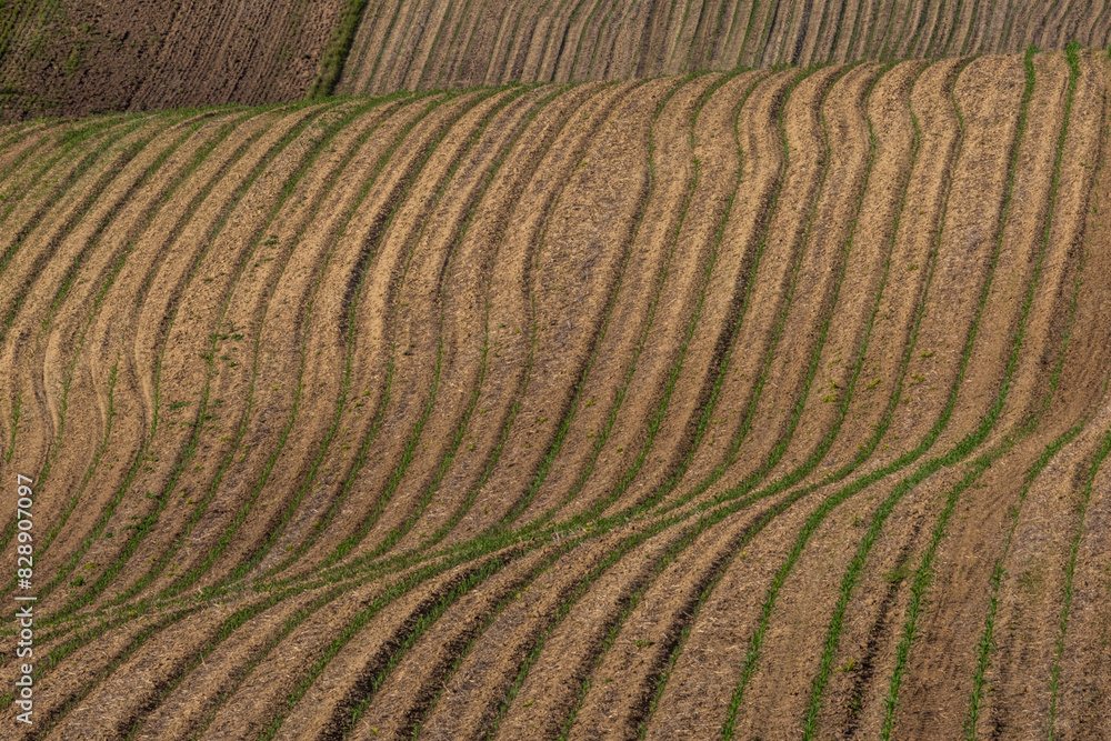 Fototapeta premium undulating agricultural landscape of Moravian Tuscany with regular lines acting like abstract art