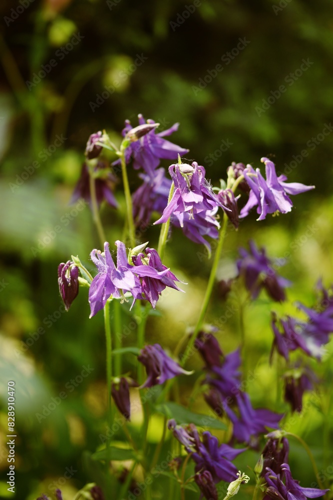 Aquilegia blooming flowers, blurred floral background. Selective focus. Aquilegia blooming flowers, blurred floral background. Selective focus.