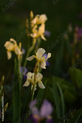 Pastel yellow bearded irises flowers.