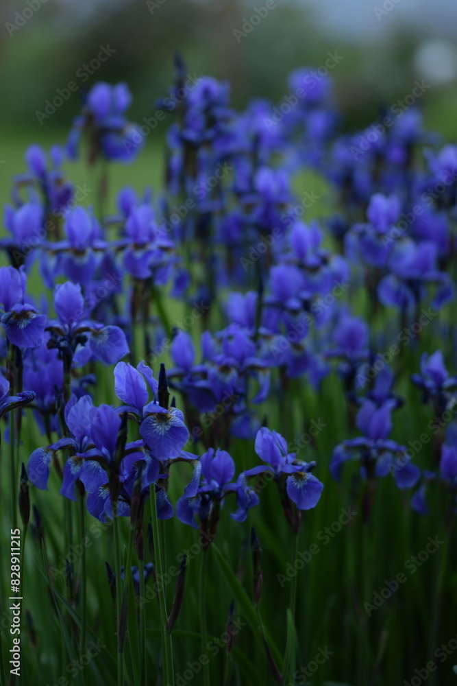 Blue siberian iris closeup on background of bokeh irises. Blue siberian iris closeup on background of bokeh irises.