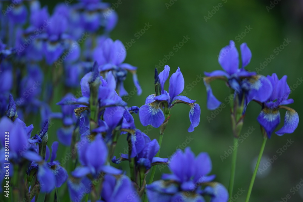 Blue siberian iris closeup on background of bokeh irises. Blue siberian iris closeup on background of bokeh irises.