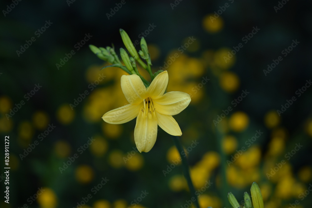 Fototapeta premium A daylily yellow flowers on green bokeh garden background, selective focus.