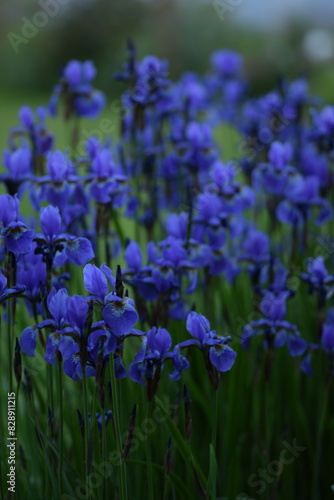 Blue siberian iris closeup on background of bokeh irises.