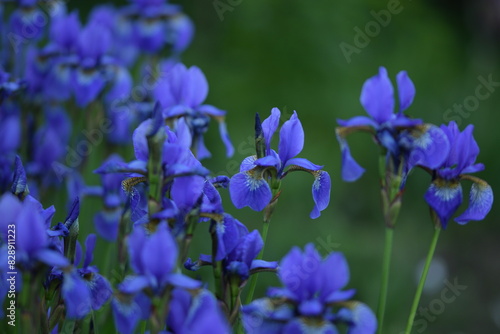 Blue siberian iris closeup on background of bokeh irises.