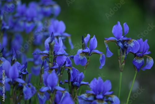 Blue siberian iris closeup on background of bokeh irises.