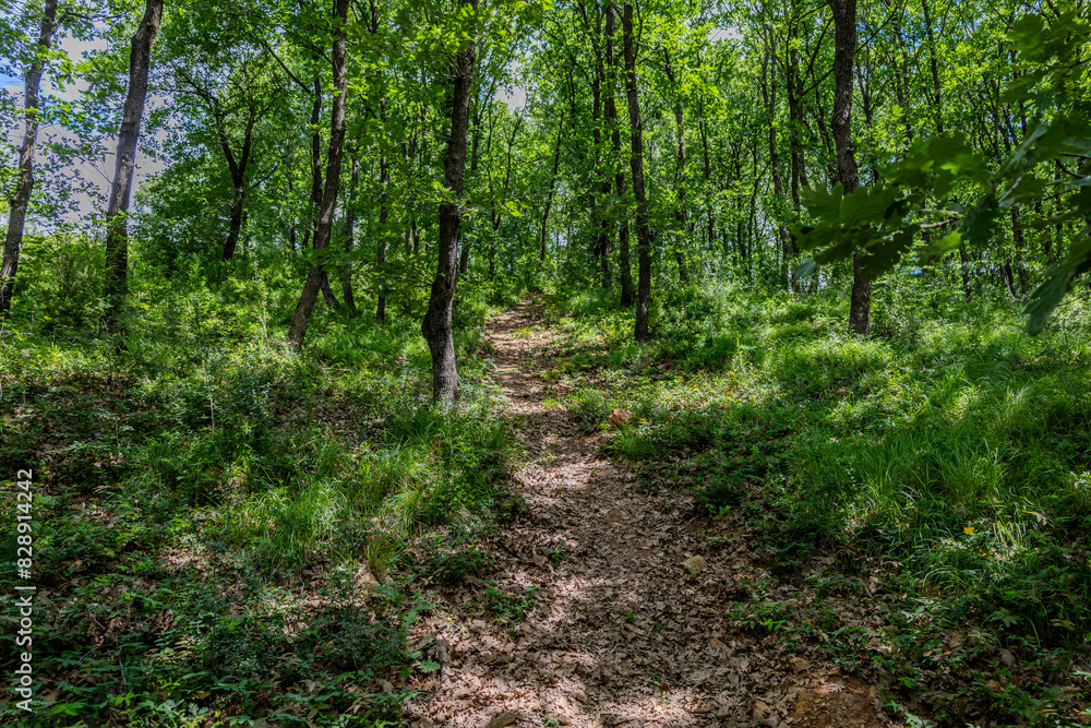 Winding Pathway Through Lush Green Forest - Serene Nature Trail for Outdoor Exploration Winding Pathway Through Lush Green Forest - Serene Nature Trail for Outdoor Exploration