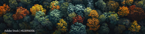 A forest with many trees of different colors