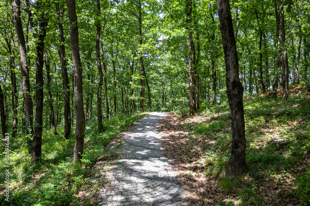 Winding Pathway Through Lush Green Forest - Serene Nature Trail for Outdoor Exploration Winding Pathway Through Lush Green Forest - Serene Nature Trail for Outdoor Exploration