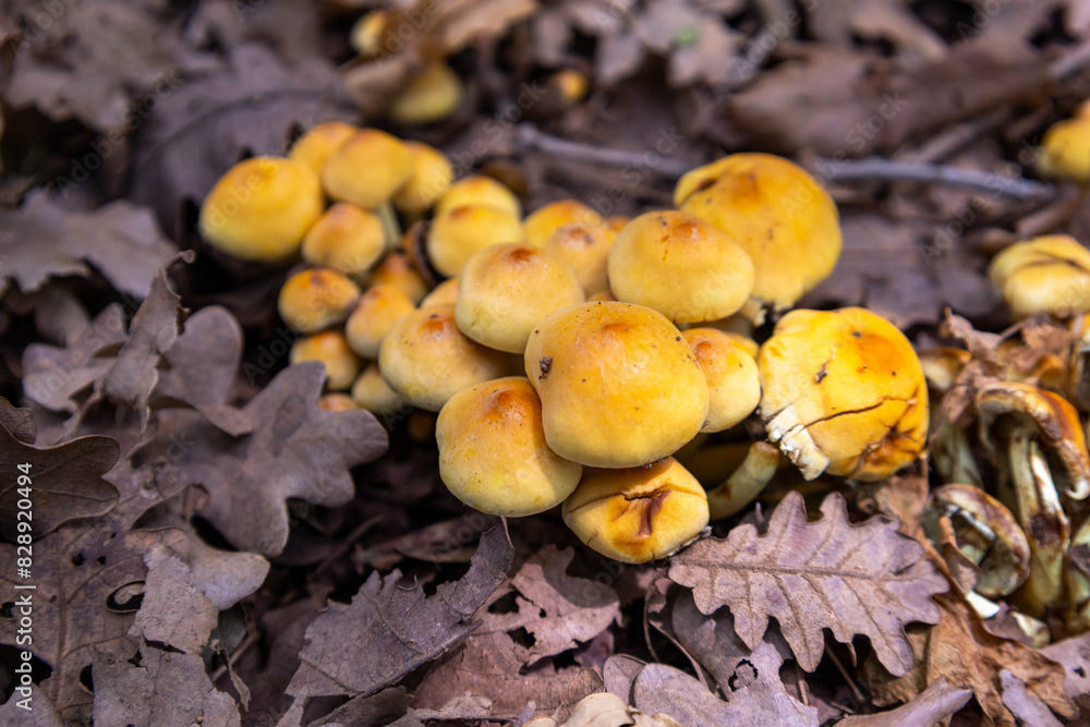 Cluster of Yellow Mushrooms on Forest Floor - Natural Woodland Fungi in Autumn Cluster of Yellow Mushrooms on Forest Floor - Natural Woodland Fungi in Autumn