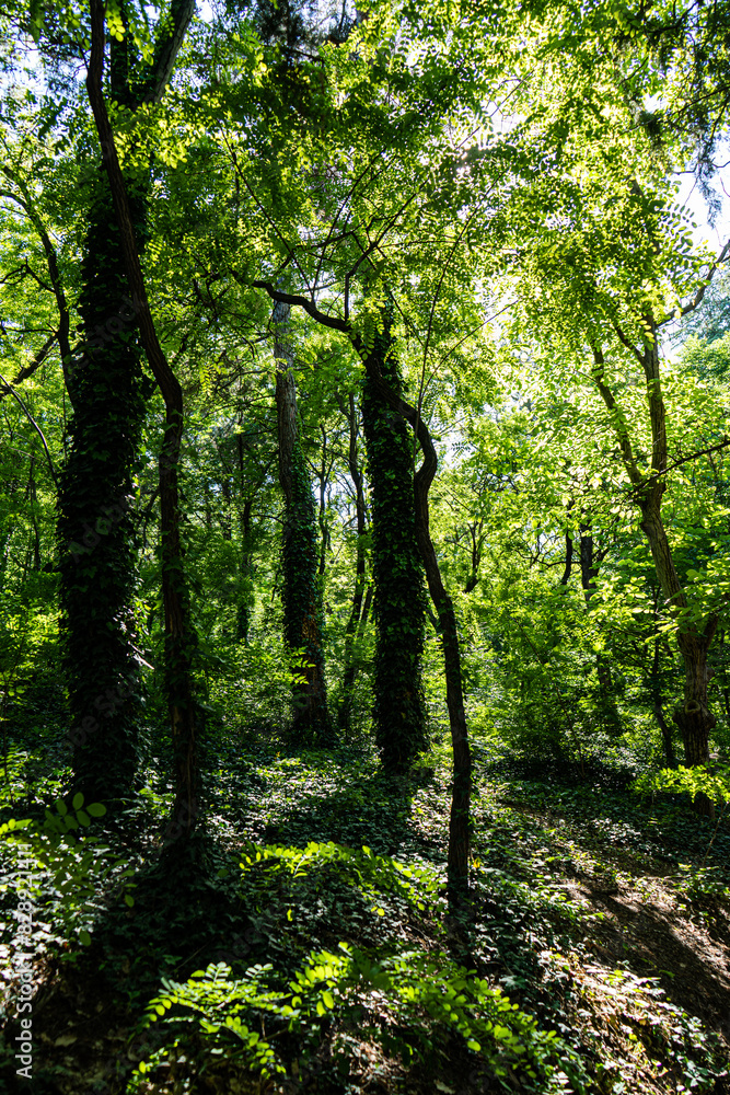 Spring nature in the park