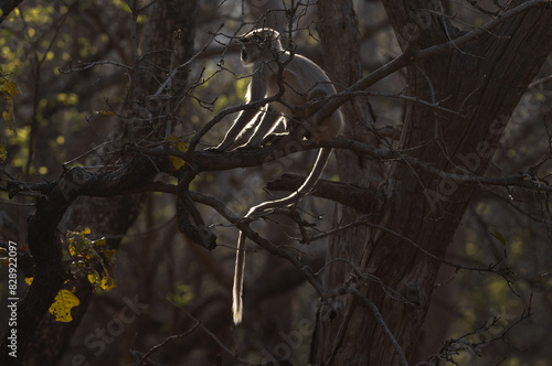 Backlit image of Gray Langur perched on tree at Panna Tiger Reserve, Madhya pradesh, India photo
