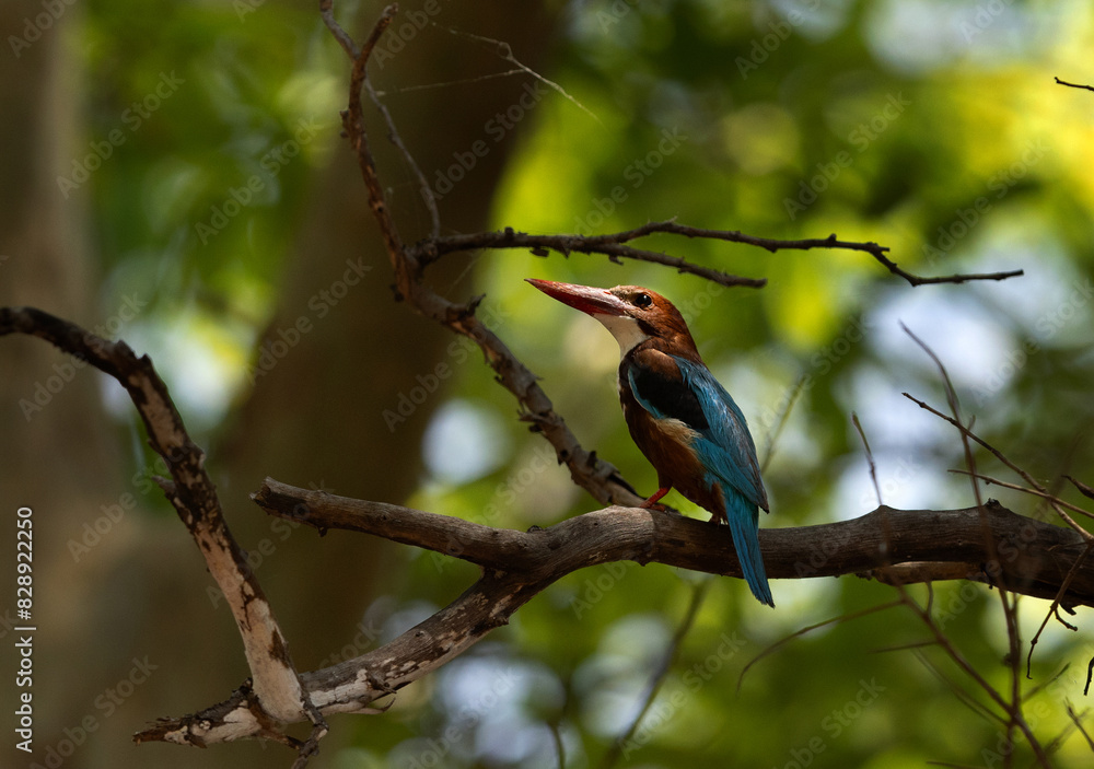 White-breasted kingfisher perched on tree at Panna Tiger Reserve, India White-breasted kingfisher perched on tree at Panna Tiger Reserve, India