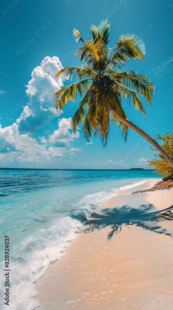 Fototapeta premium A palm tree casting a shadow on the sandy beach under the clear blue sky