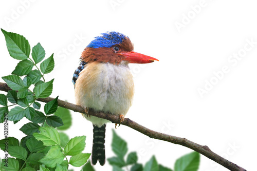 puffy bird with insect on its eyes calmly perch on twig isolated on white background, male of banded kingfisher