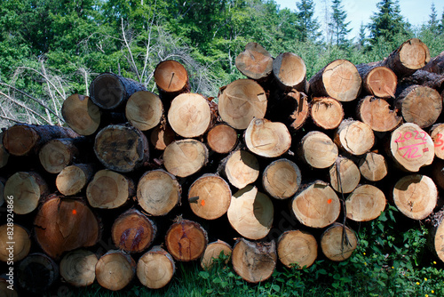 Row of stacked trunks of cut pine trees in the forest