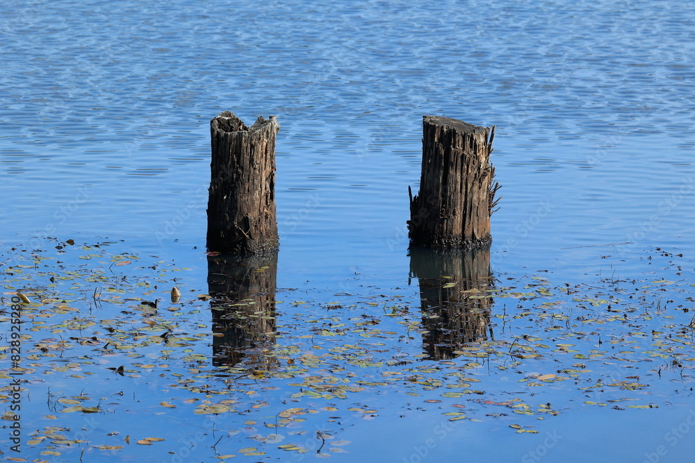 Holzpfähle im Wasser