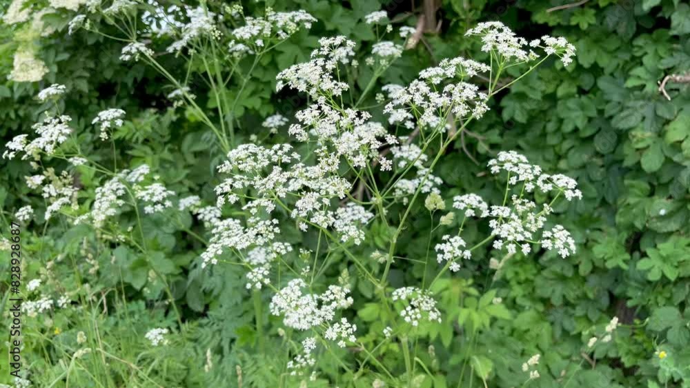 blooming wild carrot (Daucus carota) plant grow on the lawn blooming wild carrot (Daucus carota) plant grow on the lawn