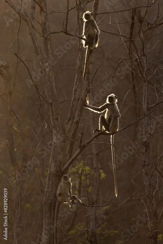 Backlit image of Gray Langurs perched on tree at Panna Tiger Reserve, Madhya pradesh, India photo