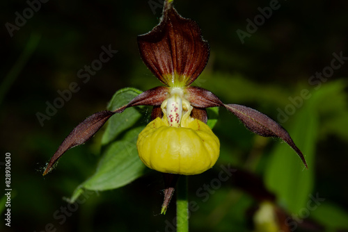 A flower of the Orchid family, the Venus slipper. A rare plant listed in the Red Book.