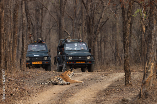 Photography PANNA, INDIA-MAY 07: Tourist on Safari jeeps watching a tiger resting in the mid