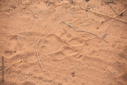 Tiger pugmark in the ground at Panna Tiger Reserve, Madhya pradesh, India photo