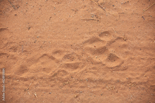 Tiger pugmarks in the ground showing the movement at Panna Tiger Reserve, Madhya pradesh, India photo