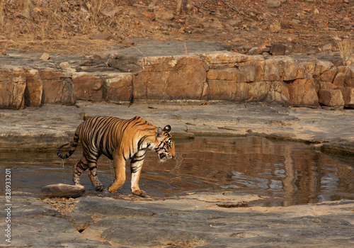 A Tiger cub coming out of a water body at Panna Tiger Reserve  Madhya pradesh  India