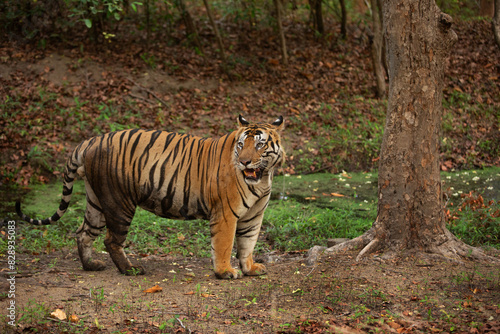 Closeup of a tiger at Bhandavgarh Tiger Reserve  Madhya pradesh  India