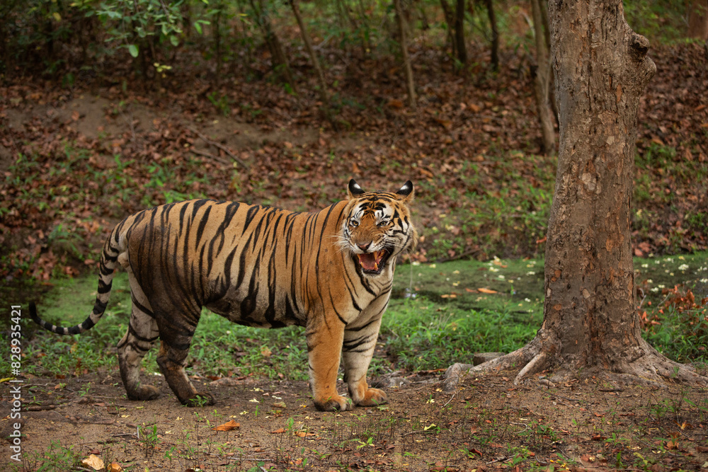 Obraz premium Portrait of a tiger at Bhandavgarh Tiger Reserve, Madhya pradesh, India