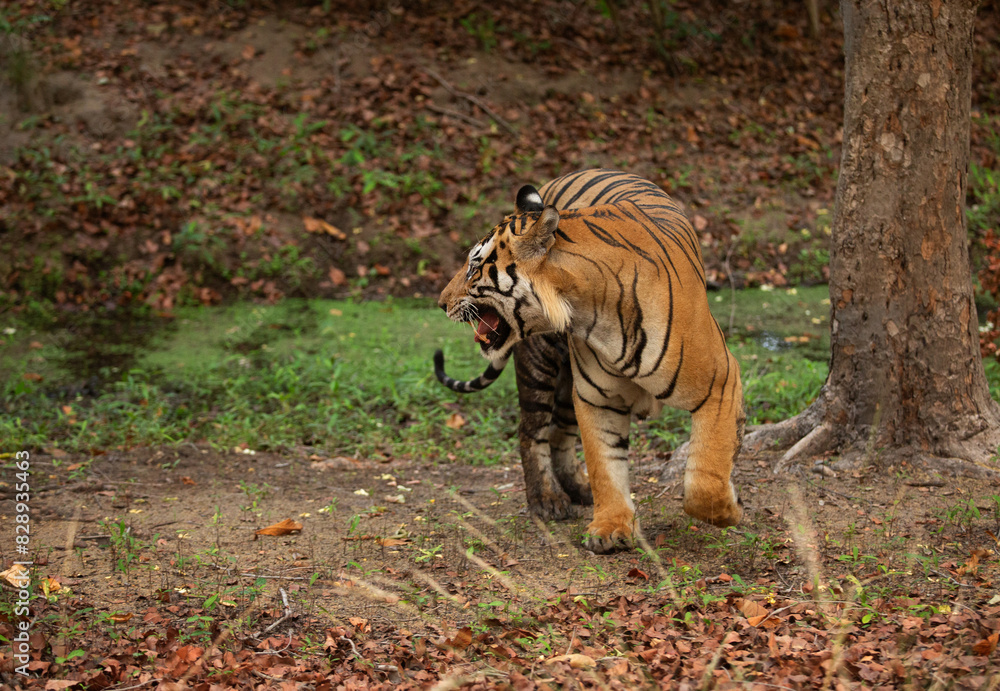Fototapeta premium A tiger in the morning hours at Bhandavgarh Tiger Reserve, Madhya pradesh, India