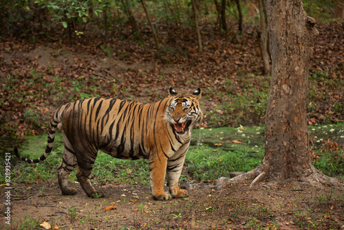 Portrait of a tiger at Bhandavgarh Tiger Reserve  Madhya pradesh  India