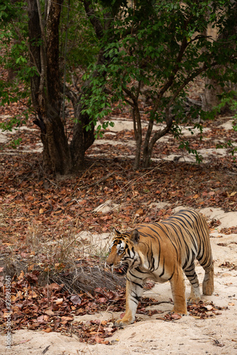 A tiger  walking in the jungle at Bhandavgarh Tiger Reserve  Madhya pradesh  India