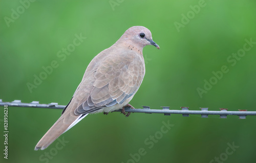 Laughing Dove on a wire