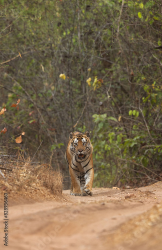 A tiger walking on road at Bhandavgarh Tiger Reserve  Madhya pradesh  India