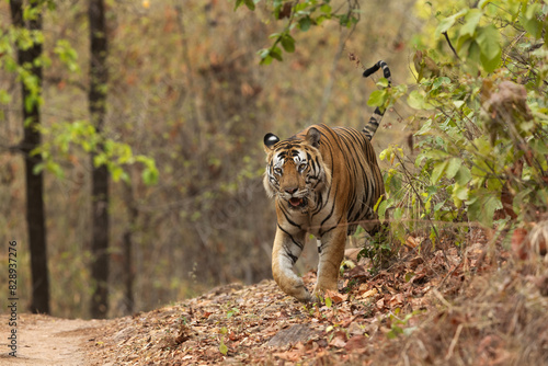 A tiger marking its territory at Bhandavgarh Tiger Reserve  Madhya pradesh  India