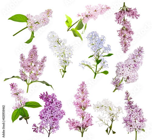 set of twelve lilac flower branches isolated on white