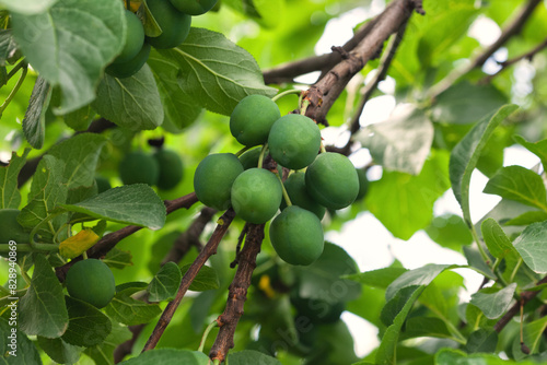 Growing plums in an orchard. Unripe plum fruits on the branches.