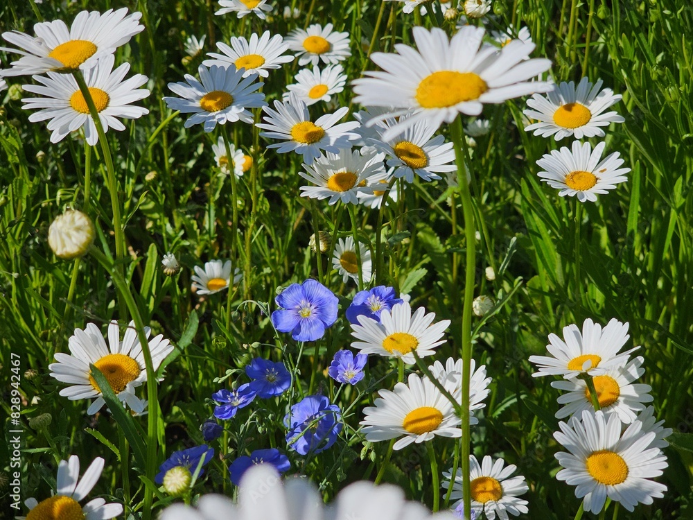 Fototapeta premium daisies in the grass