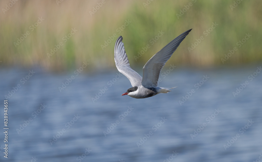 Whiskered tern in flight over wetland waters Whiskered tern in flight over wetland waters
