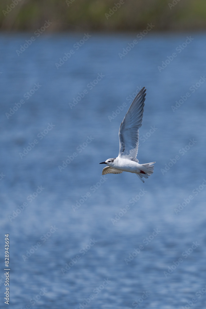 Whiskered Tern soaring gracefully over water Whiskered Tern soaring gracefully over water