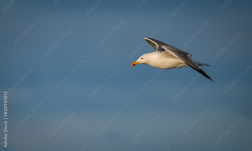 Yellow-legged Gull soaring against a clear blue sky