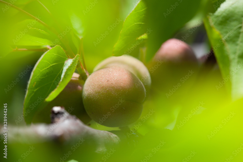 Obraz premium Apricot fruits on a tree in the garden. Fruit growing.