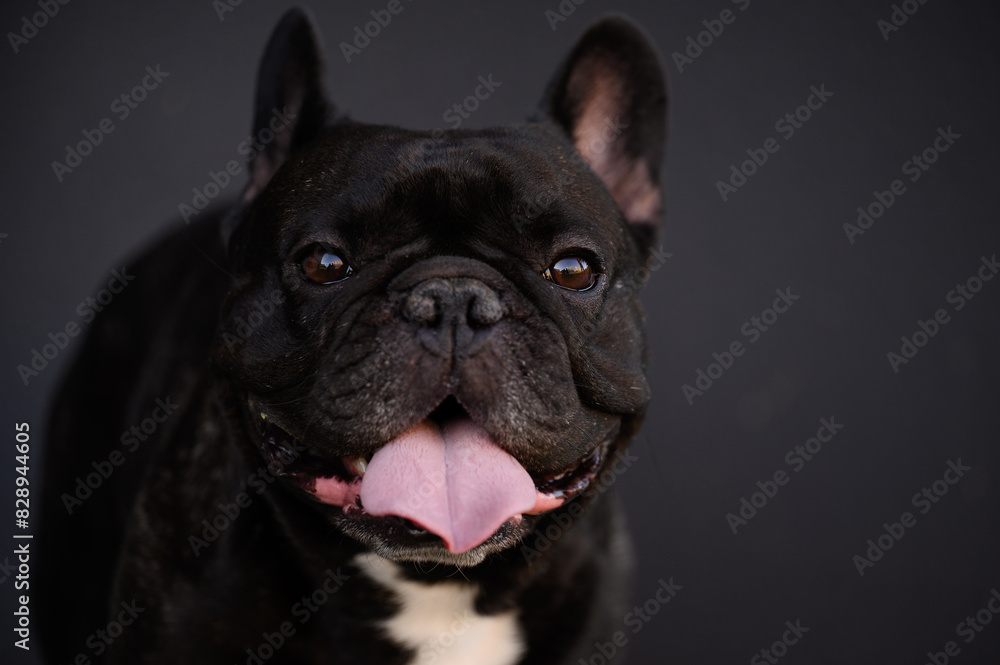Close-up portrait of black French bulldog with his tongue hanging out, looking at camera, against black background.