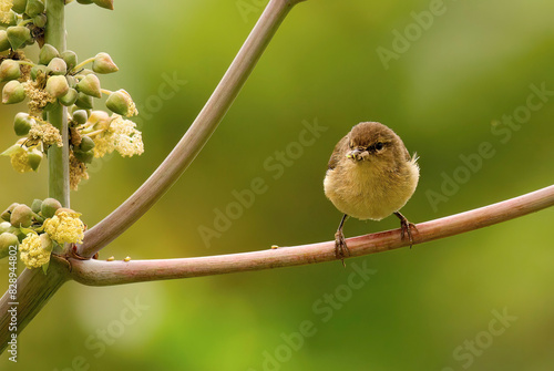 Canary Island Chiffchaff perched on a shrub branch photo