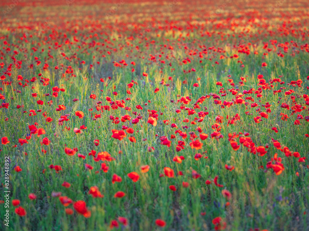 view to a lot of red poppies on a field in sunset