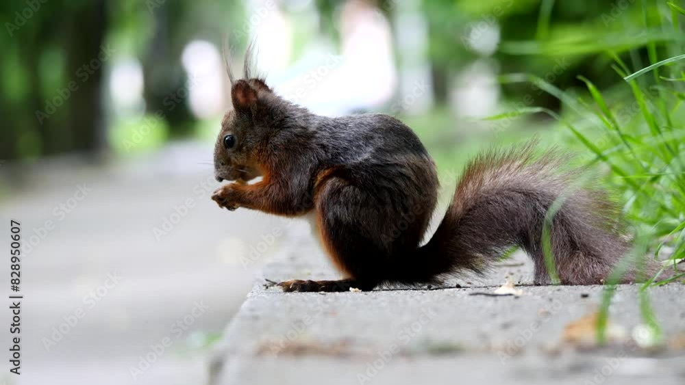 Eurasian red squirrel eating walnuts (Sciurus vulgaris) Eurasian red squirrel eating walnuts (Sciurus vulgaris)