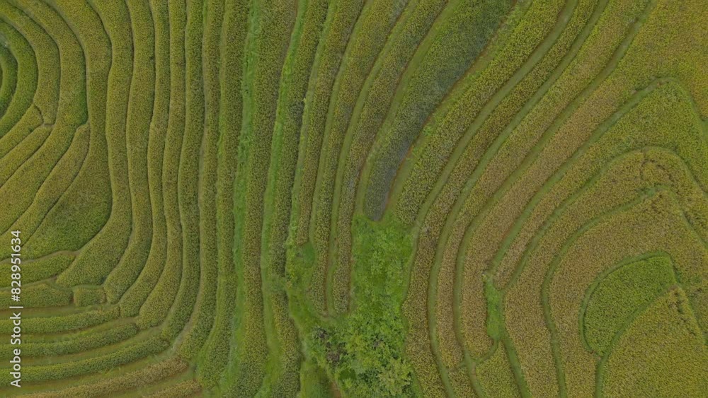 Aerial top view of fresh paddy rice terraces, green agricultural fields in countryside or rural area of Mu Cang Chai, mountain hills valley in Asia, Vietnam. Nature landscape background. Aerial top view of fresh paddy rice terraces, green agricultural fields in countryside or rural area of Mu Cang Chai, mountain hills valley in Asia, Vietnam. Nature landscape background.