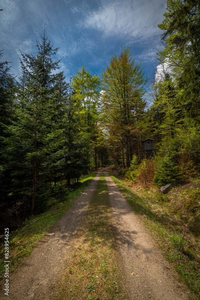 Fototapeta premium Path in Jizerske mountains in sunny spring day