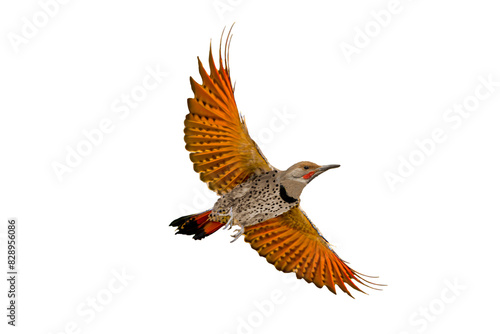 Northern Flicker (Colaptes auratus) Photo, in Flight on a Transparent PNG Background
